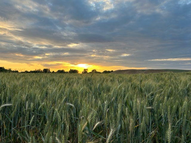 Kernals and chaff